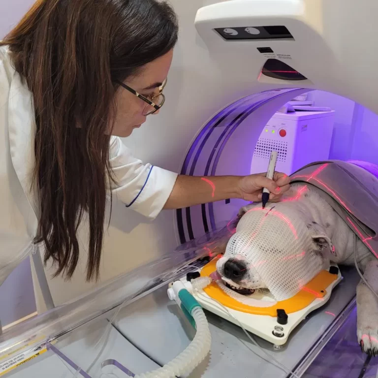 Radioterapia veterinária